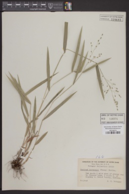 Image of Panicum leibergii
