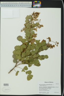 Haematoxylum campechianum image