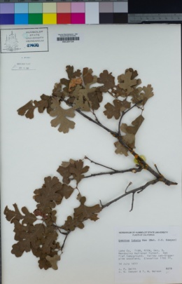 Quercus lobata image