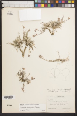 Image of Physaria hemiphysaria