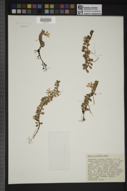 Anagallis serpens image