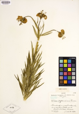Image of Lilium pyrenaicum