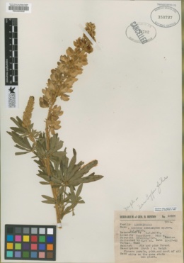 Lupinus semiaequus image