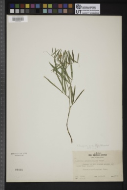 Lathyrus lanszwertii var. aridus image