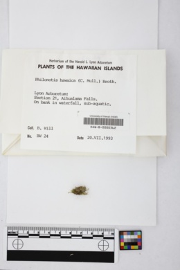 Image of Philonotis hawaica