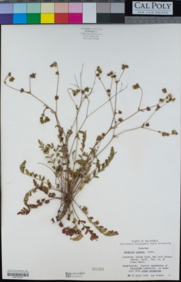 Horkelia cuneata subsp. cuneata image
