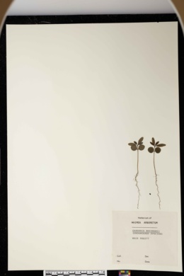 Image of Gardenia brighamii
