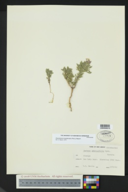 Glandularia polyantha image