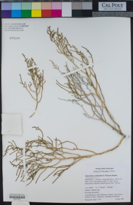 Allenrolfea occidentalis image