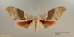 Pachysphinx occidentalis image