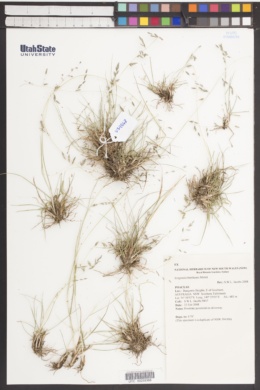 Image of Eragrostis benthamii