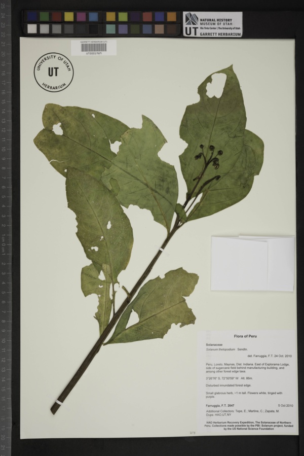 Solanum thelopodium image