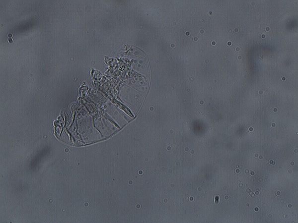 Minibiotus image