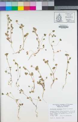 Trifolium microdon image