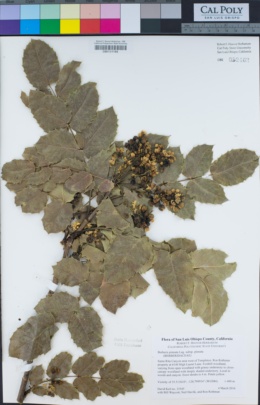 Berberis pinnata subsp. pinnata image
