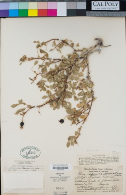 Rosa woodsii subsp. gratissima image