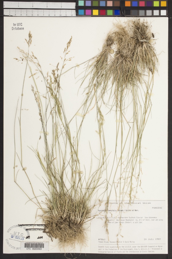 Puccinellia tenuifolia image