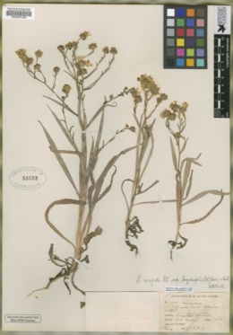 Hemizonia grandiflora image