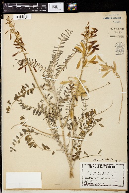 Image of Astragalus antisellii