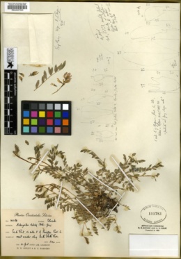 Astragalus debilis image