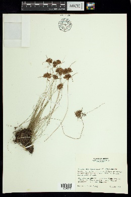 Cyperus microbrunneus image