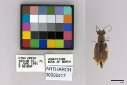 Ellipsoptera hamata image