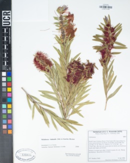 Melaleuca viminalis image