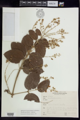 Thryallis parviflora image