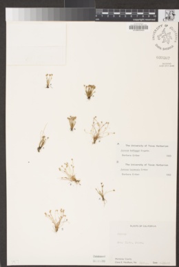 Juncus luciensis image