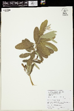 Clitoria laurifolia image