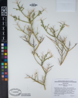 Menodora spinescens var. spinescens image