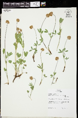 Trifolium longipes var. pedunculatum image