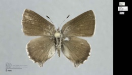 Image of Callophrys fotis