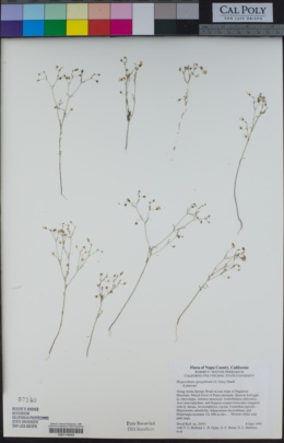 Hesperolinon spergulinum image