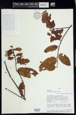 Image of Prunus ruiziana