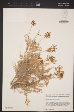 Astragalus nevinii image