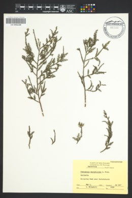Image of Podocarpus dacrydioides