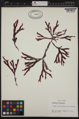 Stenogramma californicum image