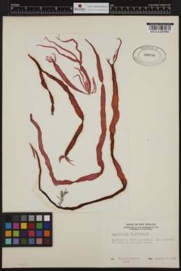 Glaphyrosiphon intestinalis image