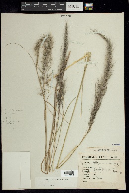 Muhlenbergia versicolor image