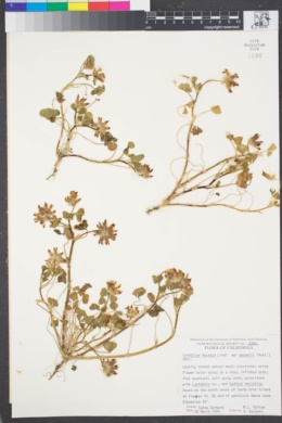 Trifolium fucatum var. gambelii image