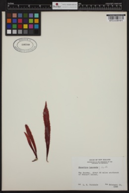 Gigartina lanceolata image