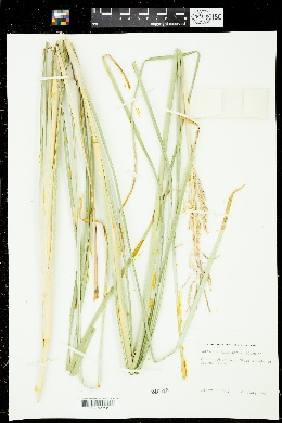 Chrysopogon zizanioides image