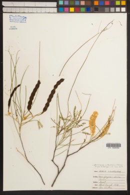 Acacia willardiana image