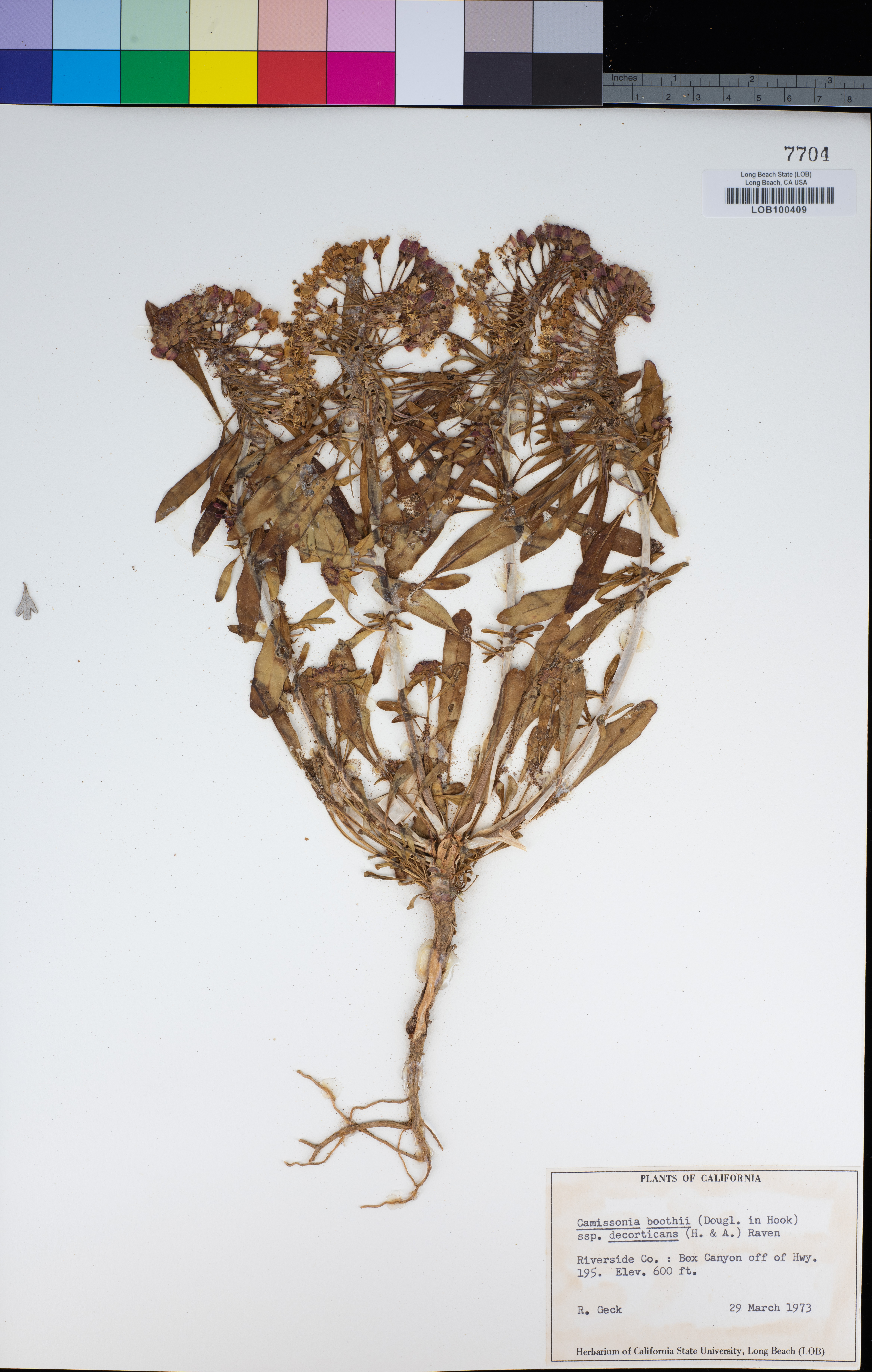 Image of Oenothera decorticans