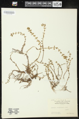 Image of Ammannia rotundifolia