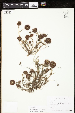 Trifolium kentuckiense image