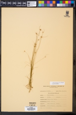 Image of Rhynchospora nivea