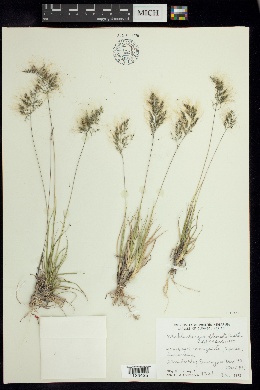 Muhlenbergia flaviseta image