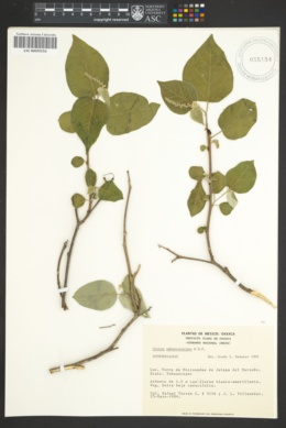 Image of Croton sphaerocarpus